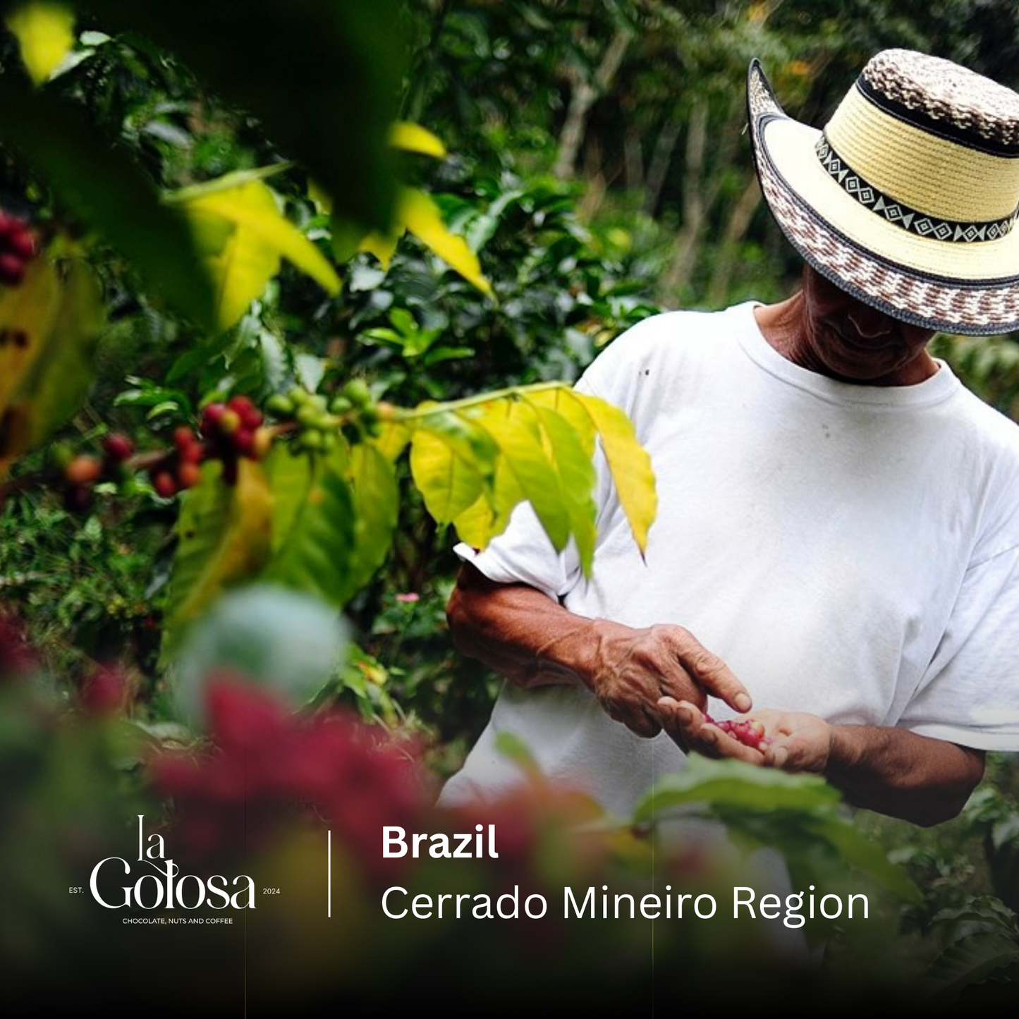 Brazil, Cerrado Mineiro